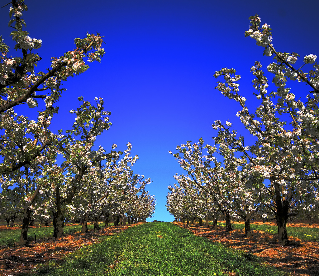 Cider Range