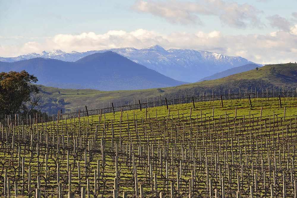 Visit the King Valley
